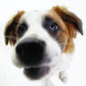 dogicon.png