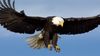 animals_hero_bald_eagle.jpg