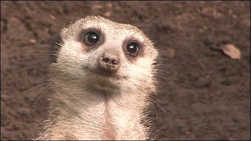 Meerkat-Really...jpg