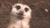 Meerkat-Really...jpg