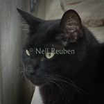 Profile (NeilR)