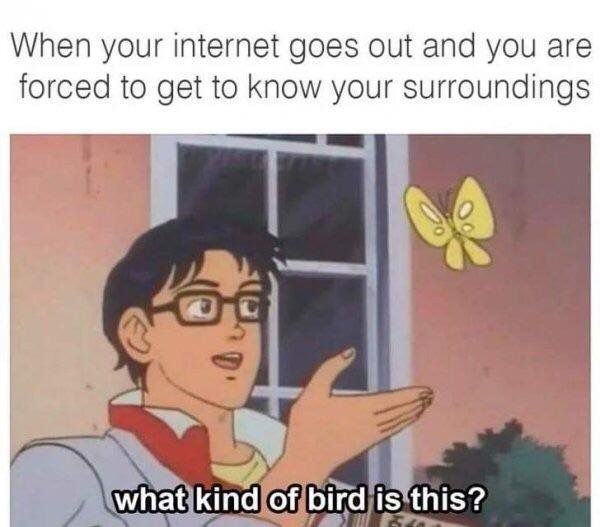 Bird_Type.jpg
