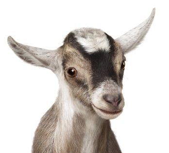 goat-avatar.jpg