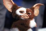 Gizmo.jpg