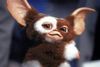 Gizmo.jpg