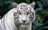 02128_meow_1920x1200.jpg