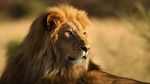 lion.jpeg