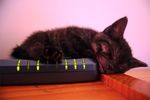 kitten_sleeping_on_modem.jpg