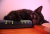 kitten_sleeping_on_modem.jpg