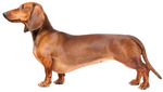 Profile (DuvallDavis)