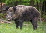 20160208054949!Wildschein,_Nähe_Pulverstampftor_(cropped).jpg