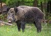 20160208054949!Wildschein,_Nähe_Pulverstampftor_(cropped).jpg