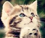 cat.jpg
