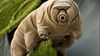 tardigarde.jpg