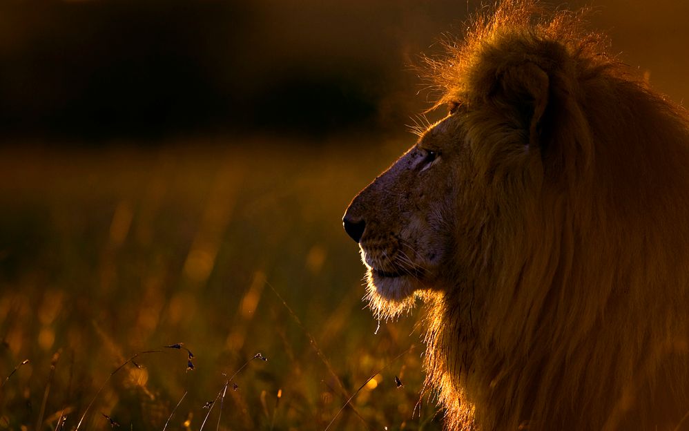 africanwildlife11.jpg