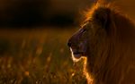 africanwildlife11.jpg