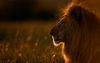 africanwildlife11.jpg