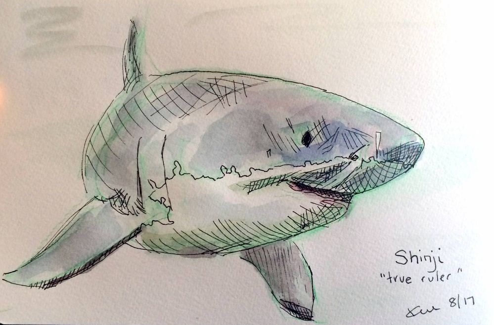 shark.jpg