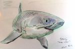 shark.jpg