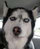 skeptical dog 2.jpg