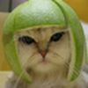 limecat.jpg