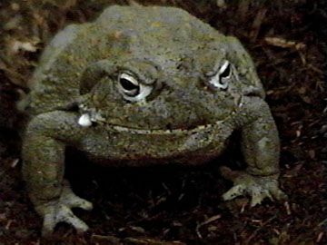 bullfrog5.jpg