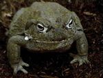 bullfrog5.jpg
