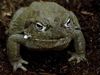 bullfrog5.jpg
