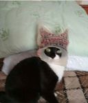 catto.jpg