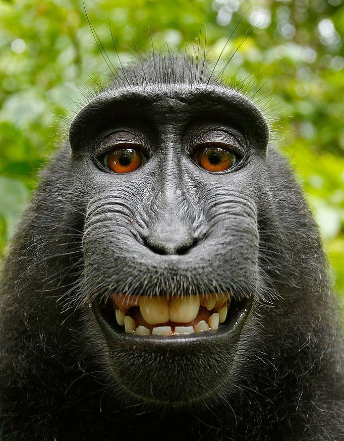 monkeymain_1339300a.jpg