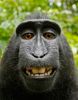 monkeymain_1339300a.jpg