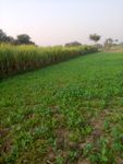 Crops.jpg