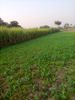 Crops.jpg
