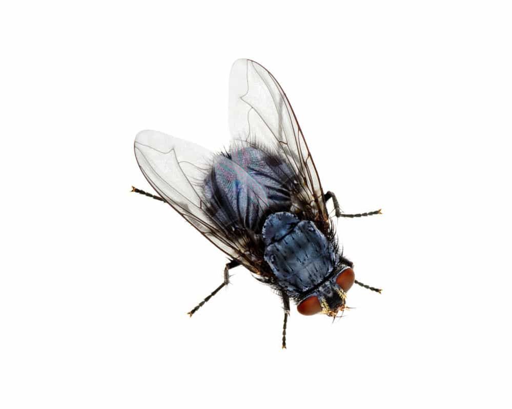 House-Fly.jpg