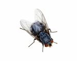 House-Fly.jpg