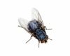House-Fly.jpg