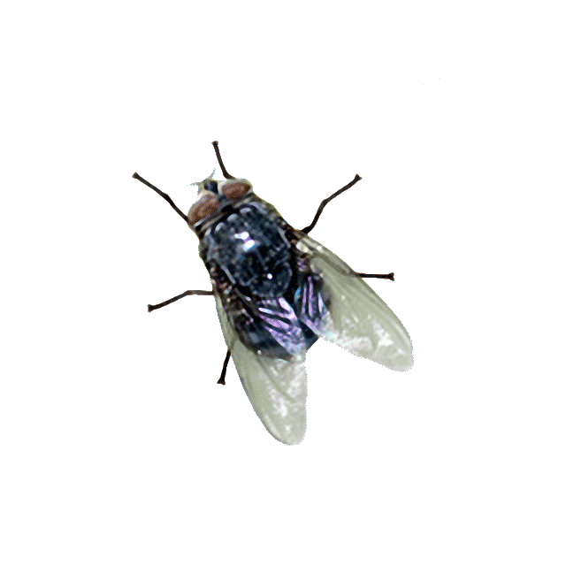 fly.gif