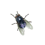 fly.gif