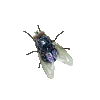 fly.gif