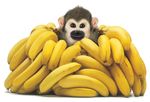 1_Monkey_Banana_Pile.jpg