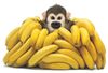 1_Monkey_Banana_Pile.jpg