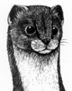 a_weasel.gif