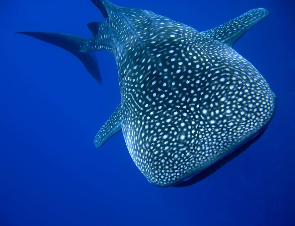 whaleshark.jpg