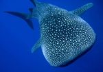 whaleshark.jpg