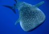 whaleshark.jpg