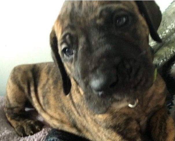 dog.jpeg