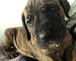 dog.jpeg