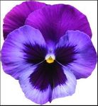 Flower.JPG