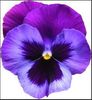 Flower.JPG