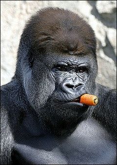 gorilla.jpeg
